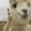 alpaca